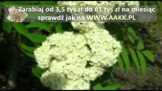 Video thumbnail of "Slawa Przybylska - JARZEBINA CZERWONA"