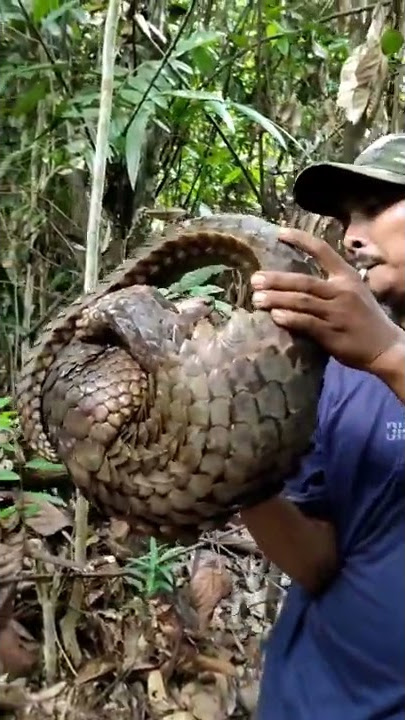 Begini cara trenggiling berlindung dari predator #shorts