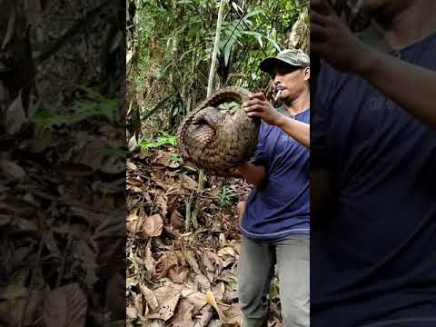 Video: Armadillo raksasa: deskripsi hewan, habitat