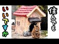 野良猫ハウスをDIYしたら猫も人も癒やされる空間になりました