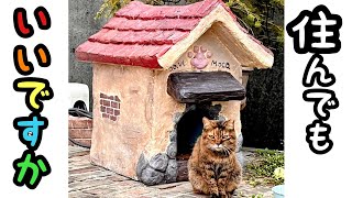 野良猫ハウスをDIYしたら猫も人も癒やされる空間になりました