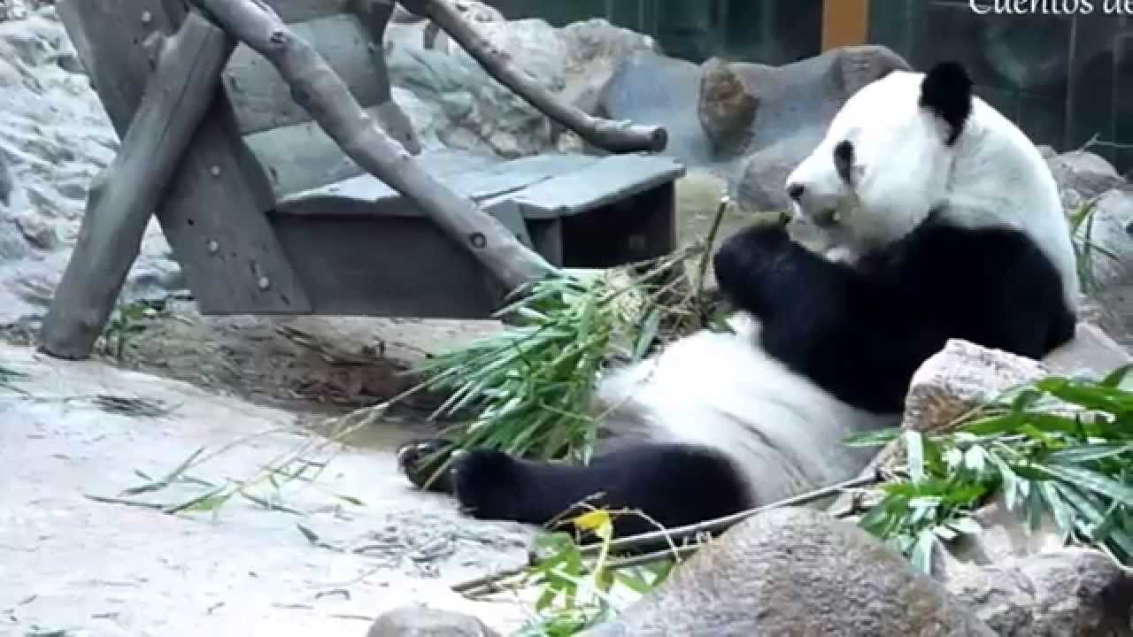 Osos Panda - Zoo de Chiang Mai en Tailandia - YouTube