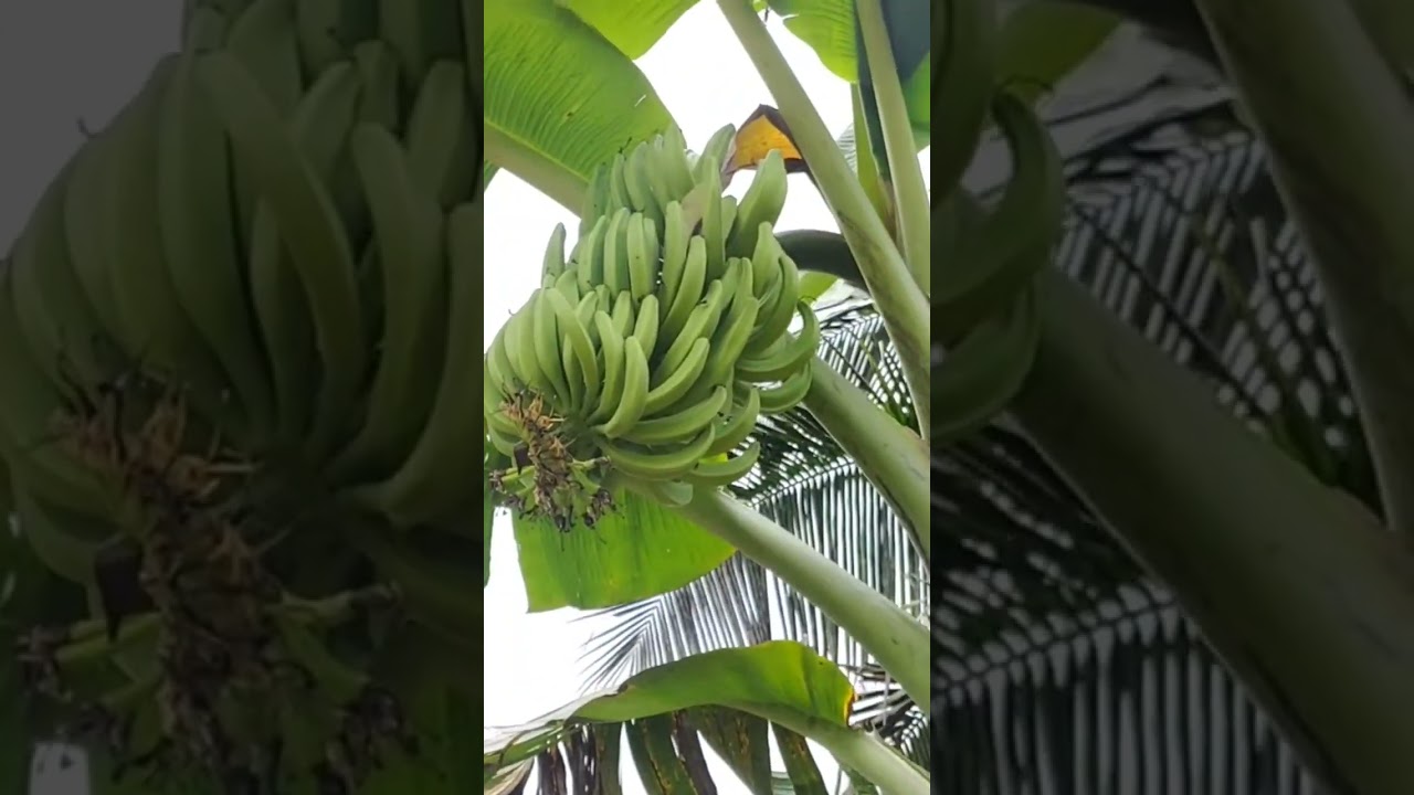 നമ്മുടെ ശരീരത്തിന് ആരോഗ്യം കിട്ടാൻ കഴിക്കാൻ പറ്റുന്ന ഏത്തവാഴകൾ ഉള്ളിടം 