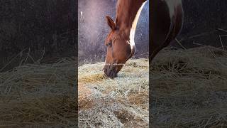Summer dreaming 🧚🏻‍♀️ #equestrian #horse #rider #horses #horseriding #cheval #pferde #shorts