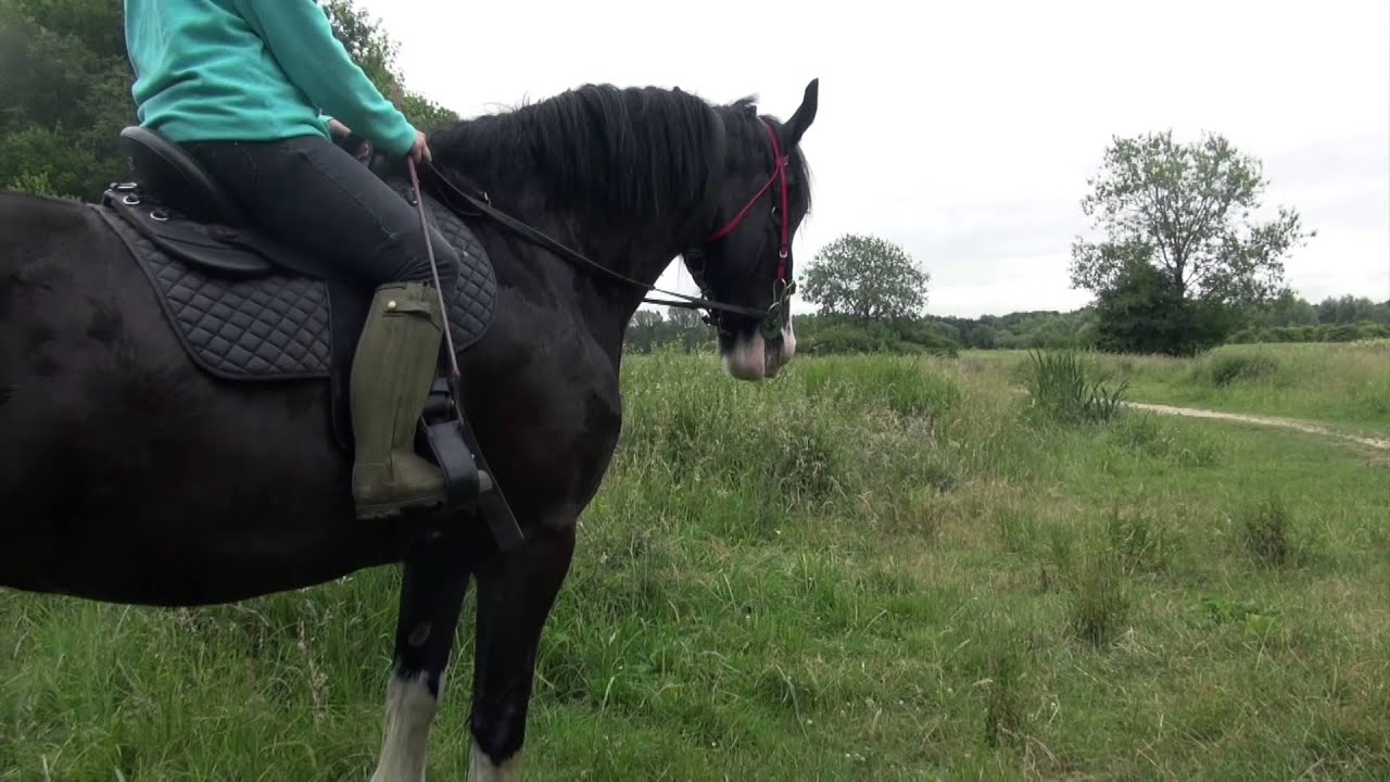 Shire Horse Riding Backing And Hacking A Young Heavy