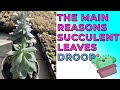 The Main Reasons For Droopy Leaves In Succulents