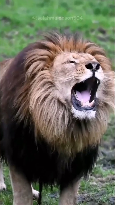 Who can roar the loudest #lion #roar #loud