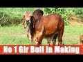 No 1 Commercial Gir Bull in Making | Dr Pankaj Poonia Narmada Gir Gaushala Gujarat