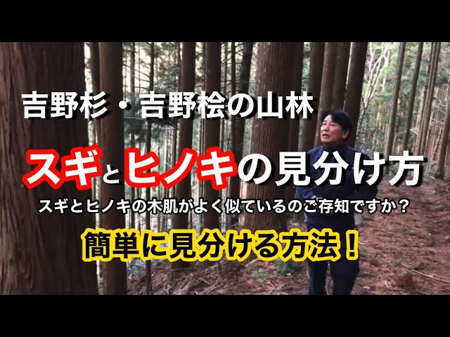 第19回 すぐ分かる 杉 スギ と桧 ヒノキ の見分け方 吉野杉と吉野桧を見比べてみよう Youtube