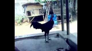 ayam ketawa K2 bengkulu