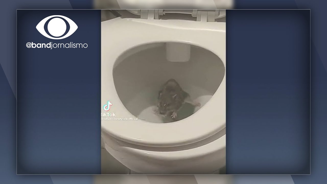 Infestação de ratos piora em Nova York 