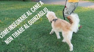 Come insegnare al cane a non tirare al guinzaglio