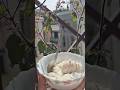 MAGH BIHU 2025 || MAKAR SANKRANTI BREAKFAST || COCONUT LADDU DOICHIRA