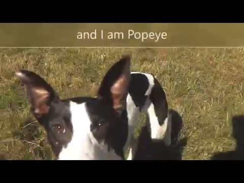 wales wisconsin Dogs Trust Newbury - Popeye and Elizabeth