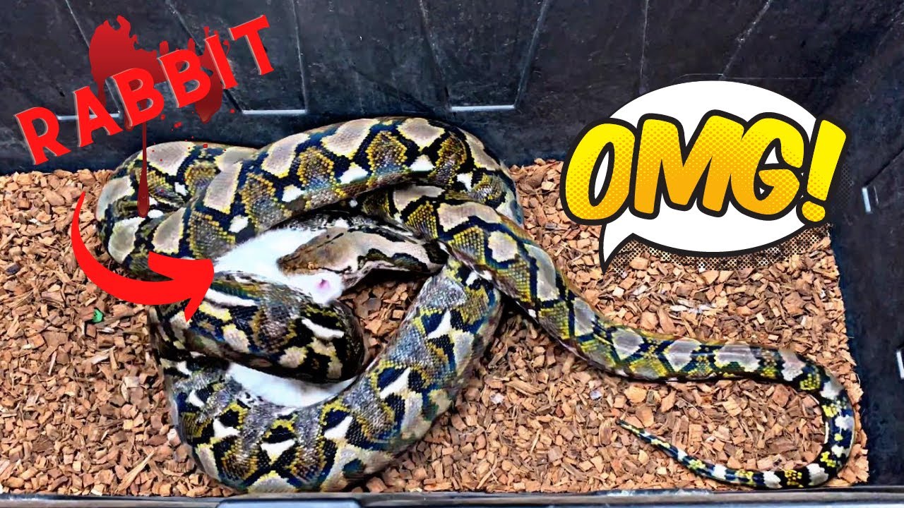 PYTHON SWALLOWS HUGE RABBIT!!! (Time Laspe) - YouTube