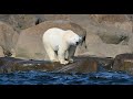 Meet the belugas bears  summer wildlife of churchill  daily dose of nature