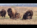 Bison Roam the Prairie in Indiana Once Again