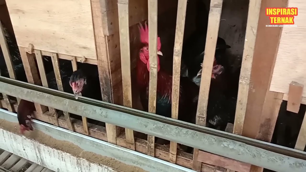 TERNAK AYAM KAMPUNG DILAHAN SEMPIT - AYAM KUB - AYAM JOPER 