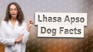 What Are 9 MustKnow Facts About the Lhasa Apso Dog Breed?