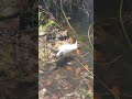 #florida #part3 Fakahatchee Strand Preserve #shorts