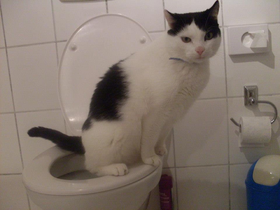 Gatto Usa Il Wc - 