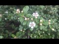 Cotoneaster Dammeri/Medvedji Kotonaster