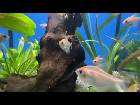 x ray tetra fish Amazing Facts about X-Ray Tetras