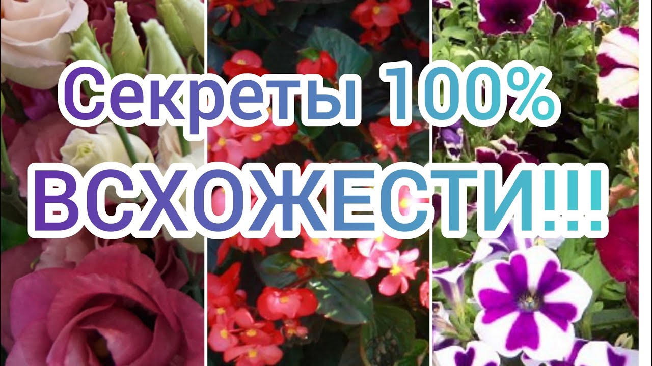 Магазин Семян Белла Семена Ру