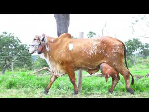 LOTE 02   LICAO FIV DO LINO GLML 696