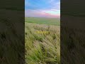 سحر الغروب فوق حقول القمح الذهبية 🌾🌅 | طبيعة المغرب #travel #nature #relaxingdrive #automobile #4k