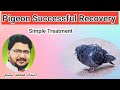 Pigeon recovery within 2 days  case 4