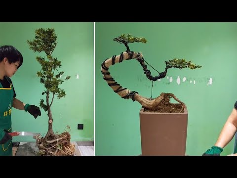 How to bend a bonsai - great bonsai bending skills #89