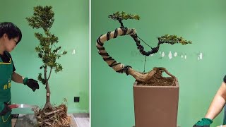 How to bend a bonsai - great bonsai bending skills #89