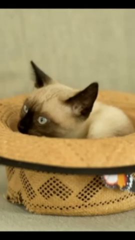 сиамска котка играе с пръчка - Siamese Cat Playing with a Stick of Willow -  YouTube
