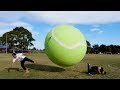 GIANT TENNIS BALL GLADIATOR!!!!