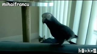 Funny Parrots Annoying Cats Compilation (Kompilasi Kakak Tua Lucu Mengganggu Kucing)