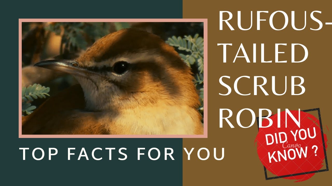 rufous-tailed scrub robin facts