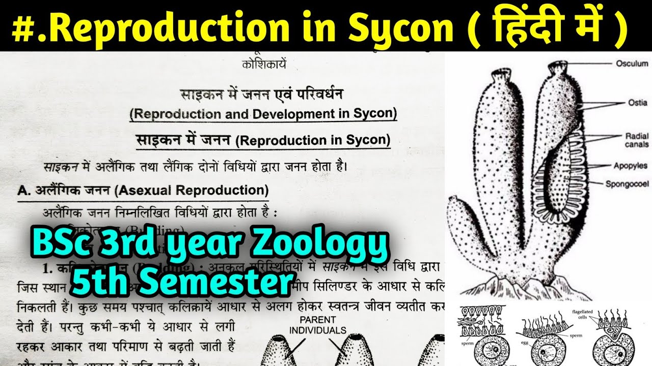 Sycon Reproduction Reproduction in Sycon || BSc 3rd year Zoology 5th Semester in Hindi ...