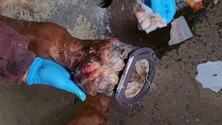 This Hoof Has A Terrible Wound! Helping a Horse With A Massive Wire Cut -
