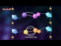 الأحياء - 3ث - DNA : تركيب DNA