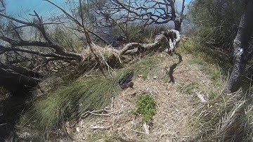 Birds Do It, Bees Do It, Even Three Snakes Do It || ViralHog