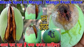 Mango Fruit Borer || Sundi in Mango || Black spot in Mango || फल छेदक ।