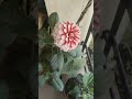 new 🌲 garden reporting korlam !আমাৱ ছোটো বাগান ৰনধুৱা দেখুন !