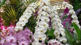 GIANT ORCHIDS PETALS@changiairport