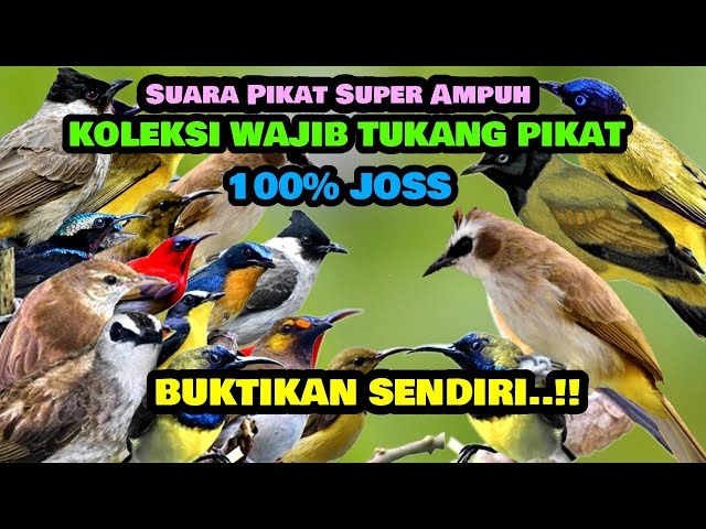 amazing bird calls, suara pikat ampuh trucuk ribut vs kutilang sutra 01-01-2023 @AnakDesaKicau class=