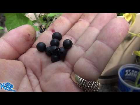 Videó: Csodabogyó/Sunberry Információ – Csodabogyó-termesztési tippek és egyebek