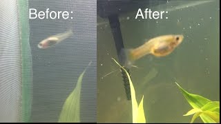 How To Speed Up Guppy Fry Growth