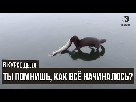 Ты помнишь, как всё начиналось? / В курсе дела