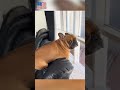 Cat Dog Pets Funny Funnyvideos Foryou Music Cat Dog Pets Funny Funnyvideos Foryou Music