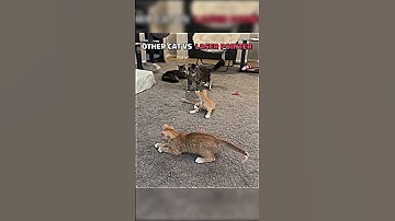 cats vs laser pointer 💀 #shorts #viralshorts #cats